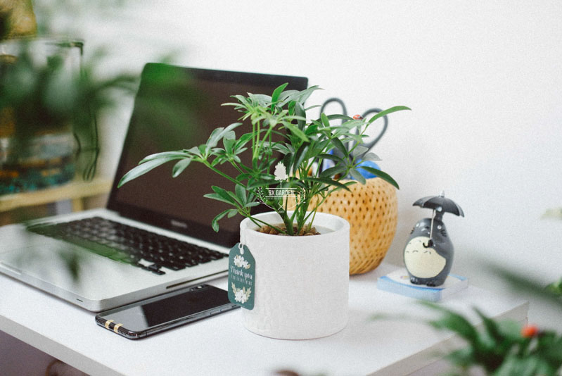 Cây xanh trang trí giúp bàn làm việc trở nên thẩm mỹ hơn